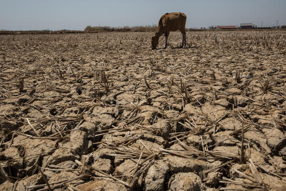 A cow grazes in a parched rice field in Makassar, Indonesia. (Photo by Getty Images)